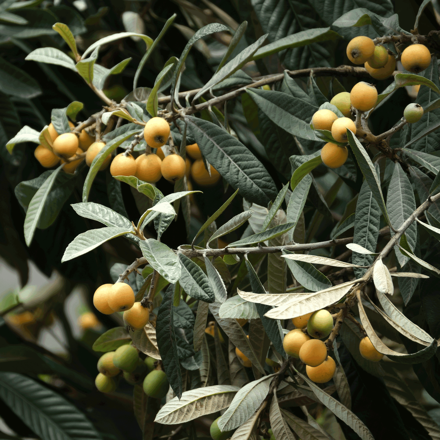 Japanese Loquat