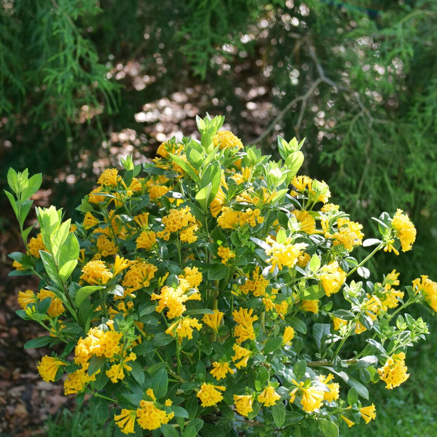 Juiced Orange Jessamine