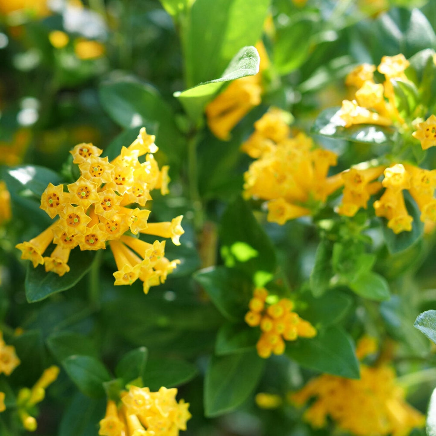 Juiced Orange Jessamine blooms