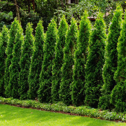 Junior Giant Thuja Tree