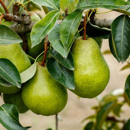 Kieffer Pear Tree