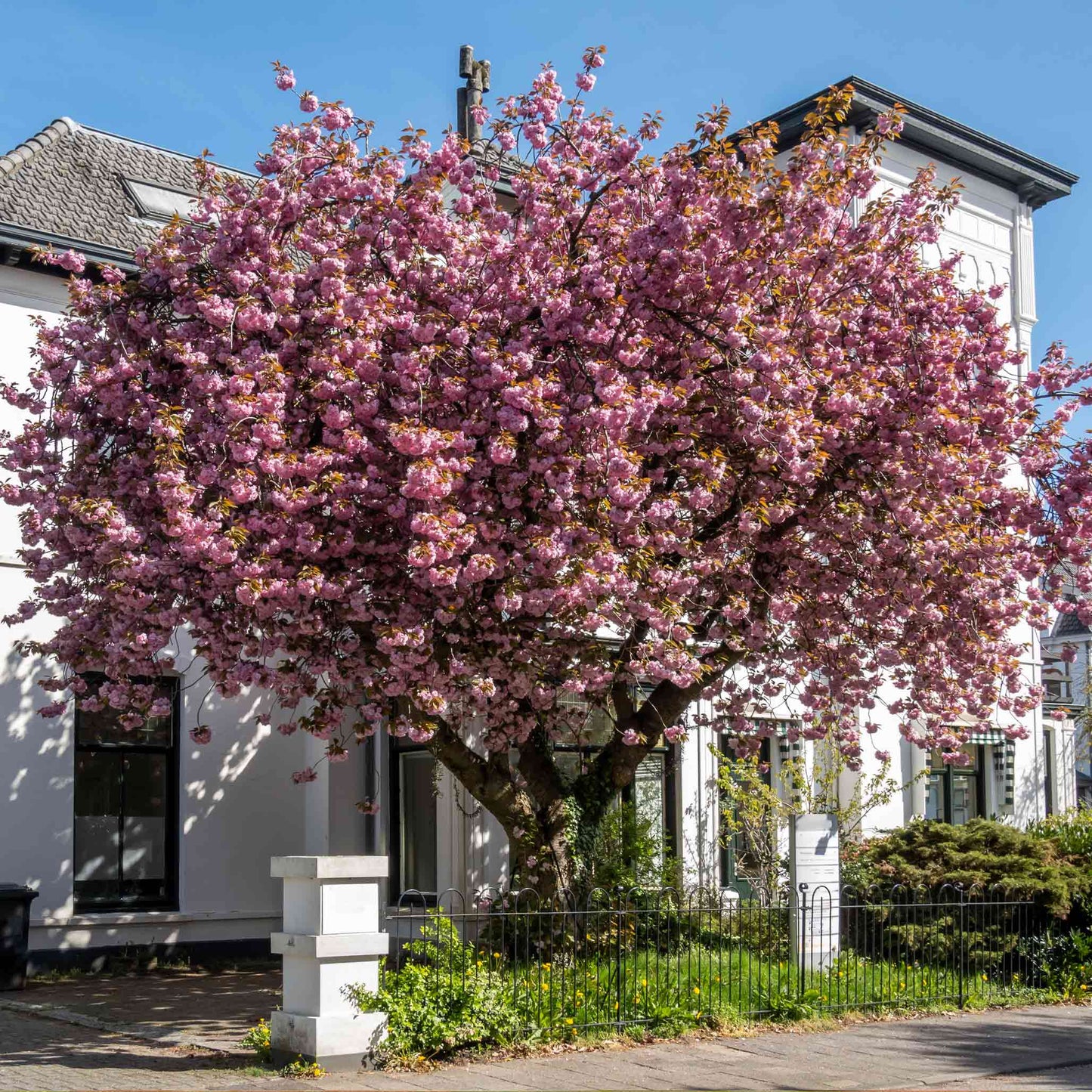 Kwanzan Flowering Cherry Tree