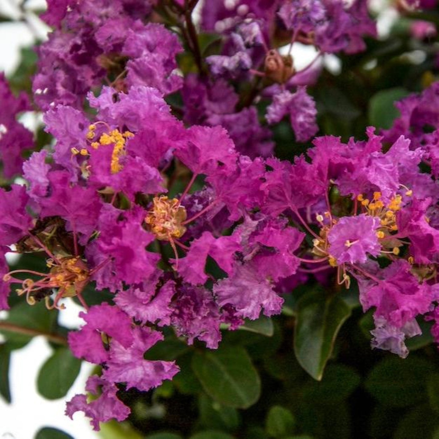 Bellini Grape Crape Myrtle