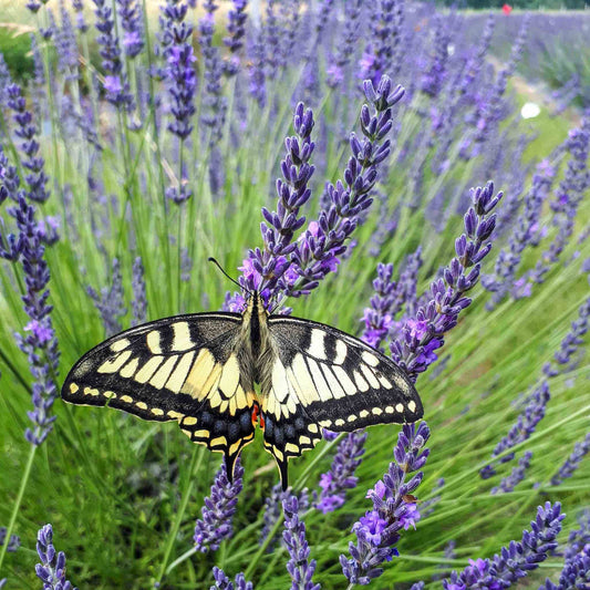Phenomenal Lavender