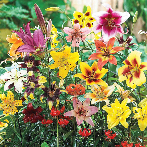 Lily Mix