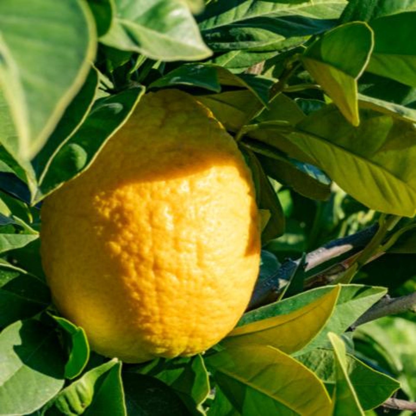 Lisbon Lemon Tree fruit