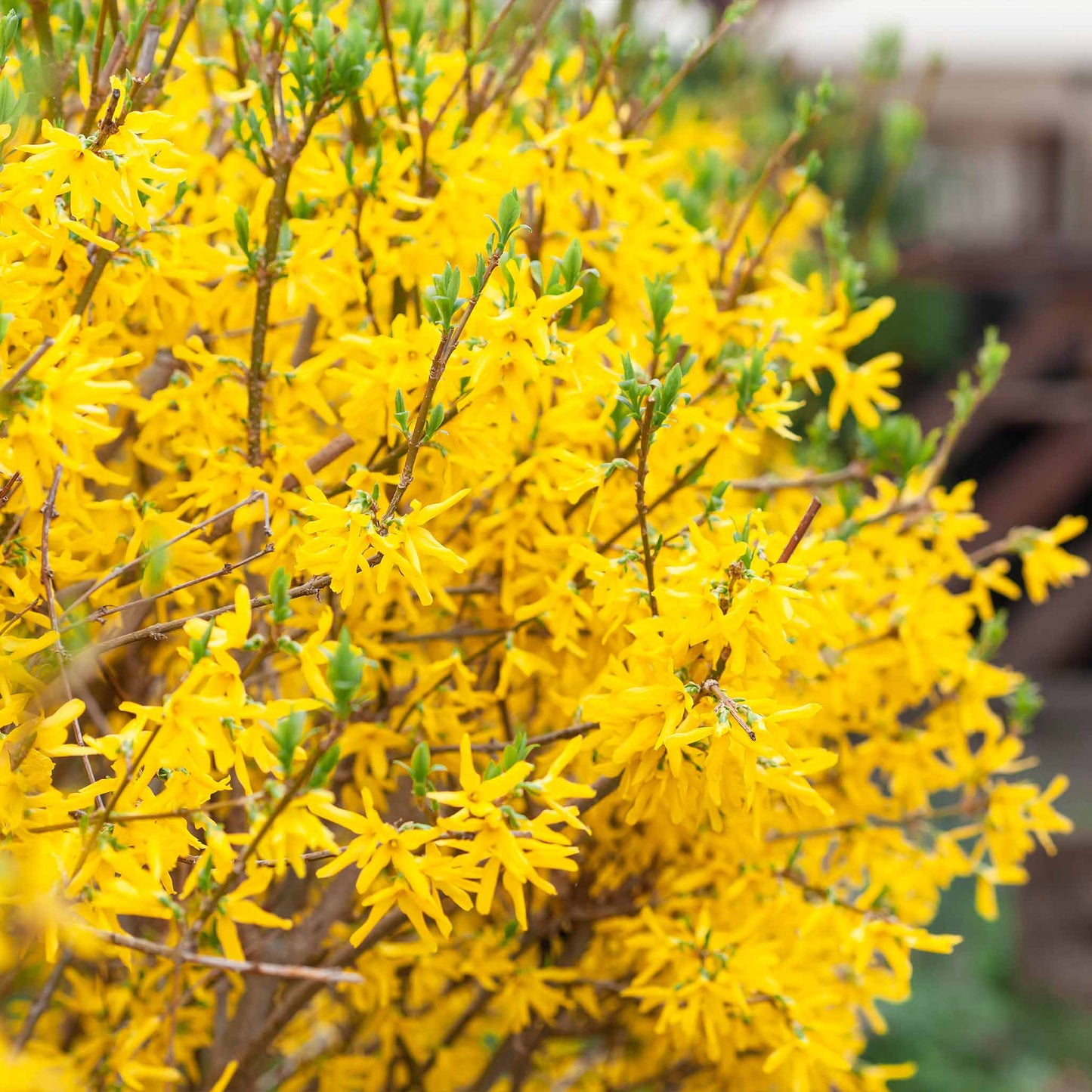 Lynwood Gold Forsythia Shrub