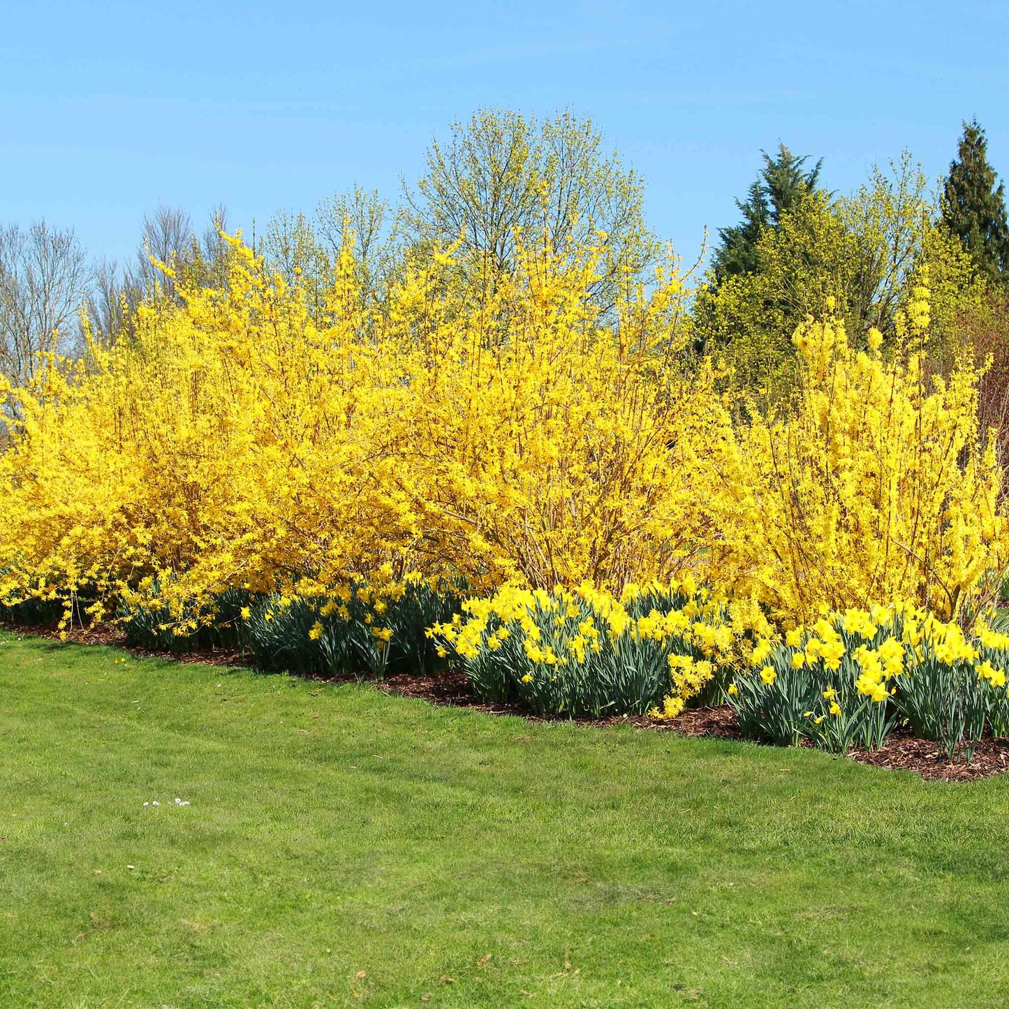 Lynwood Gold Forsythia Shrub