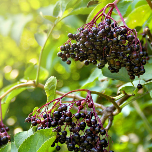 Marge Elderberry berries