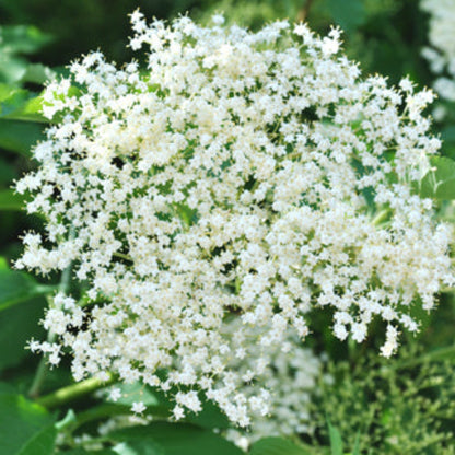 Marge Elderberry bloom