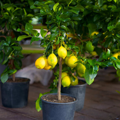 Improved Meyer Lemon Bush