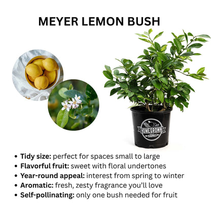 Improved Meyer Lemon Bush