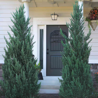 Moonglow Juniper Tree