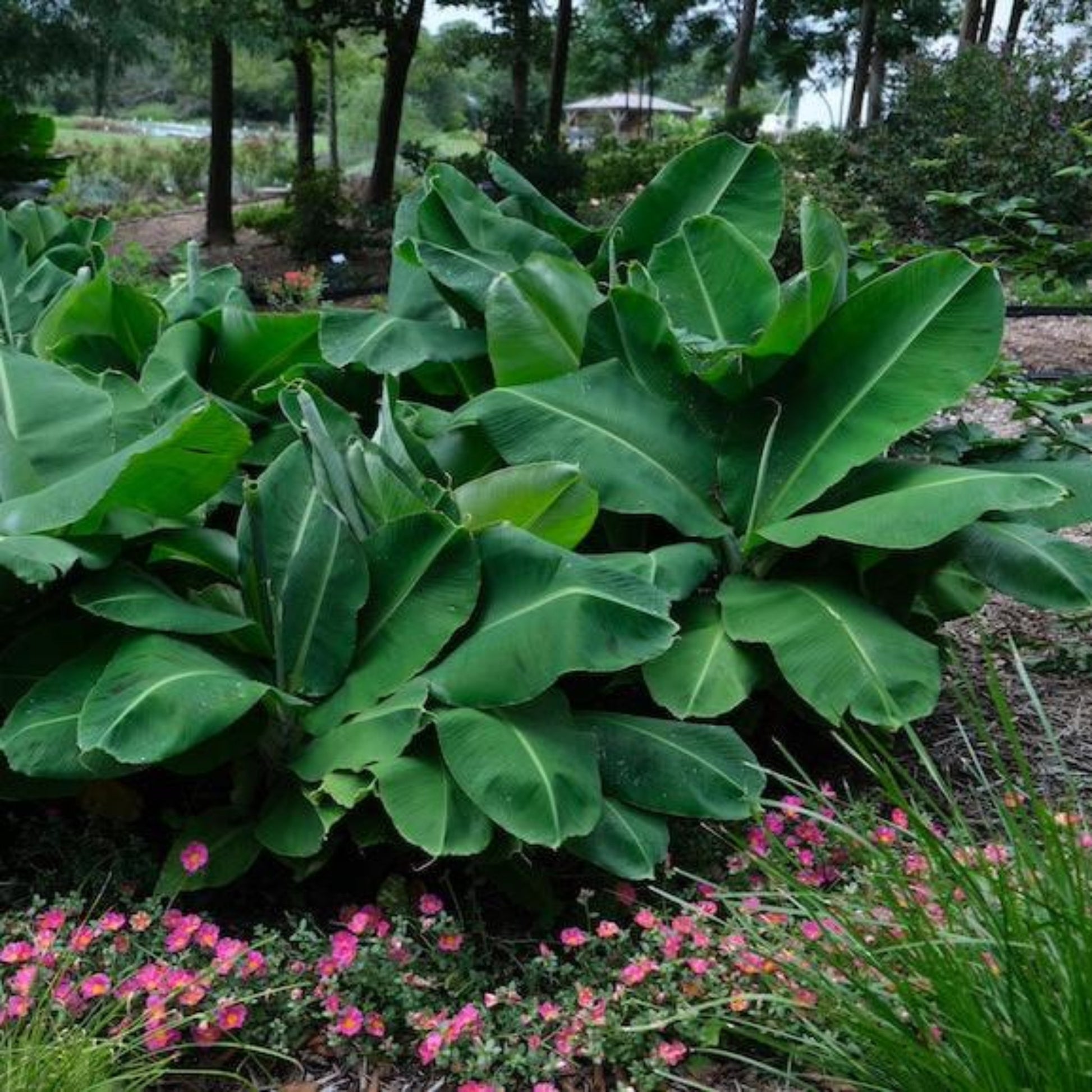 Tropical Treat: How to Grow a Banana Tree Easily 2 Tropical Treat: How to Grow a Banana Tree Easily