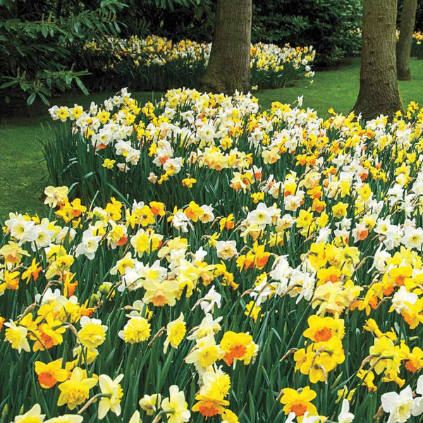 3 Months of Daffodils Mixture