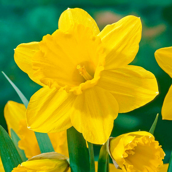 Carlton Daffodil