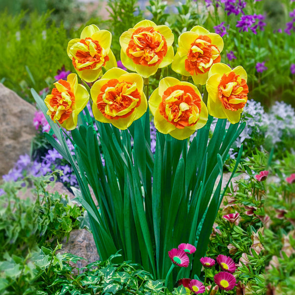 Kiwi Sunset Daffodil