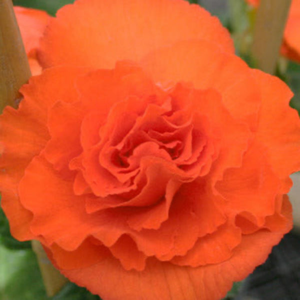 Orange Double Begonia