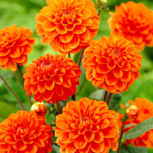 Orange Nugget Dahlia