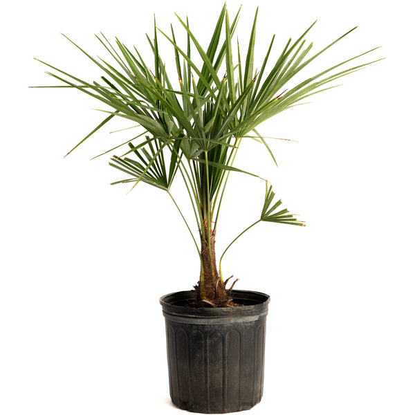 Windmill Palm Tree
