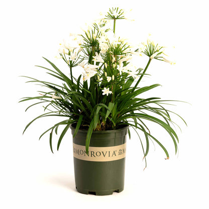 Bridal Veil® Agapanthus