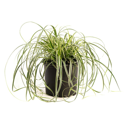 Carex Feather Falls™
