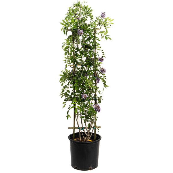 Amethyst Falls Wisteria