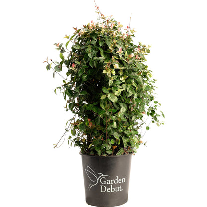 Snow-N-Summer™ Asiatic Jasmine