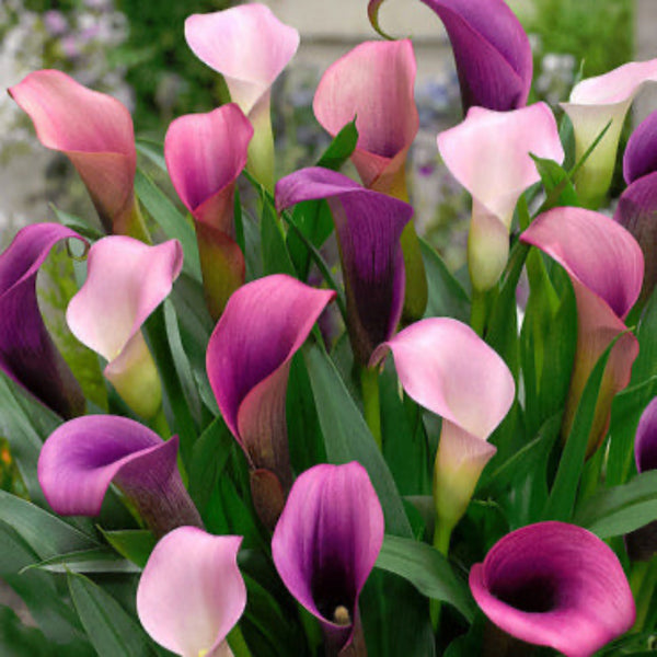 Pasja Calla Lily