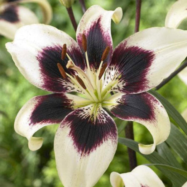 Patricia's Pride Lily