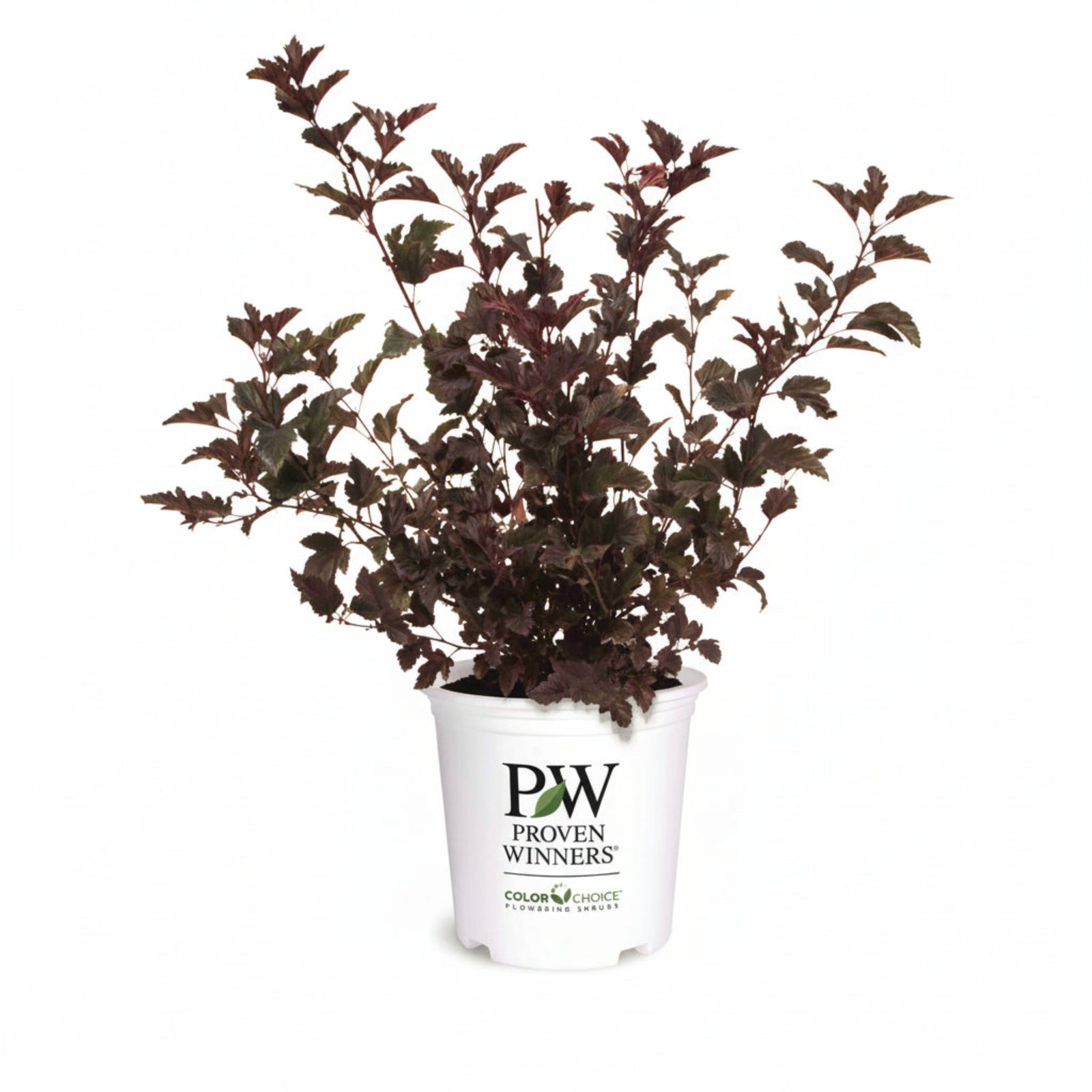 Summer Wine® Ninebark