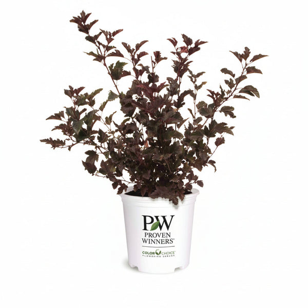 Summer Wine® Ninebark