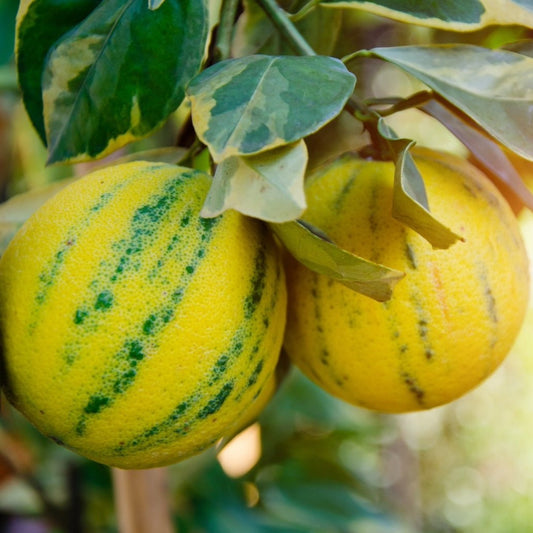 Eureka Pink Variegated Lemon Bush fruit