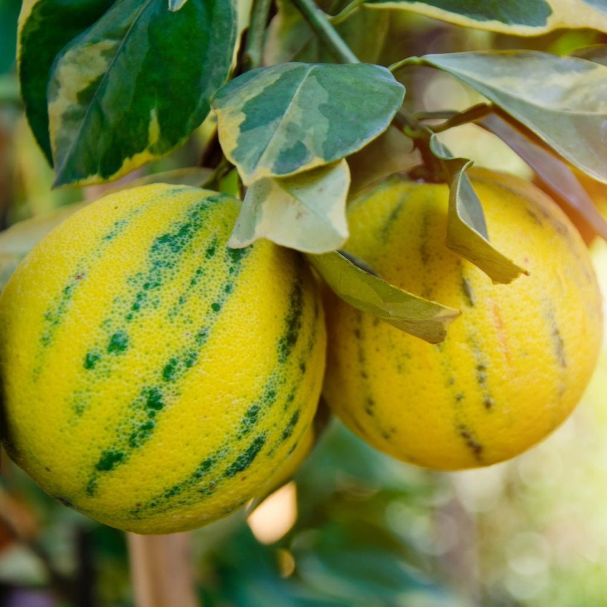 Pink Variegated Eureka Lemon Tree fruit