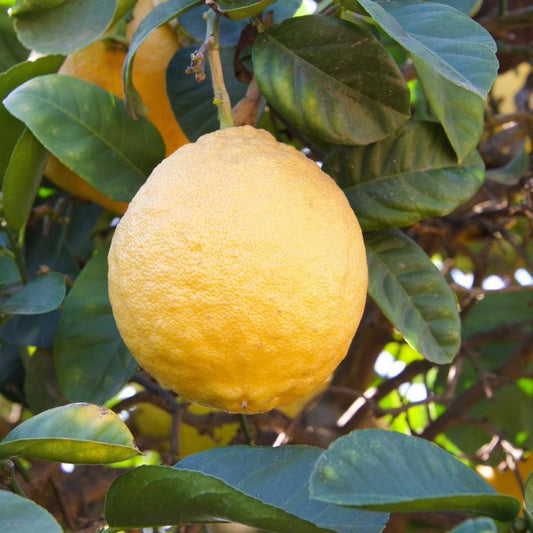 Ponderosa Lemon Tree fruit