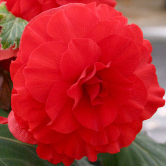 Red Double Begonia
