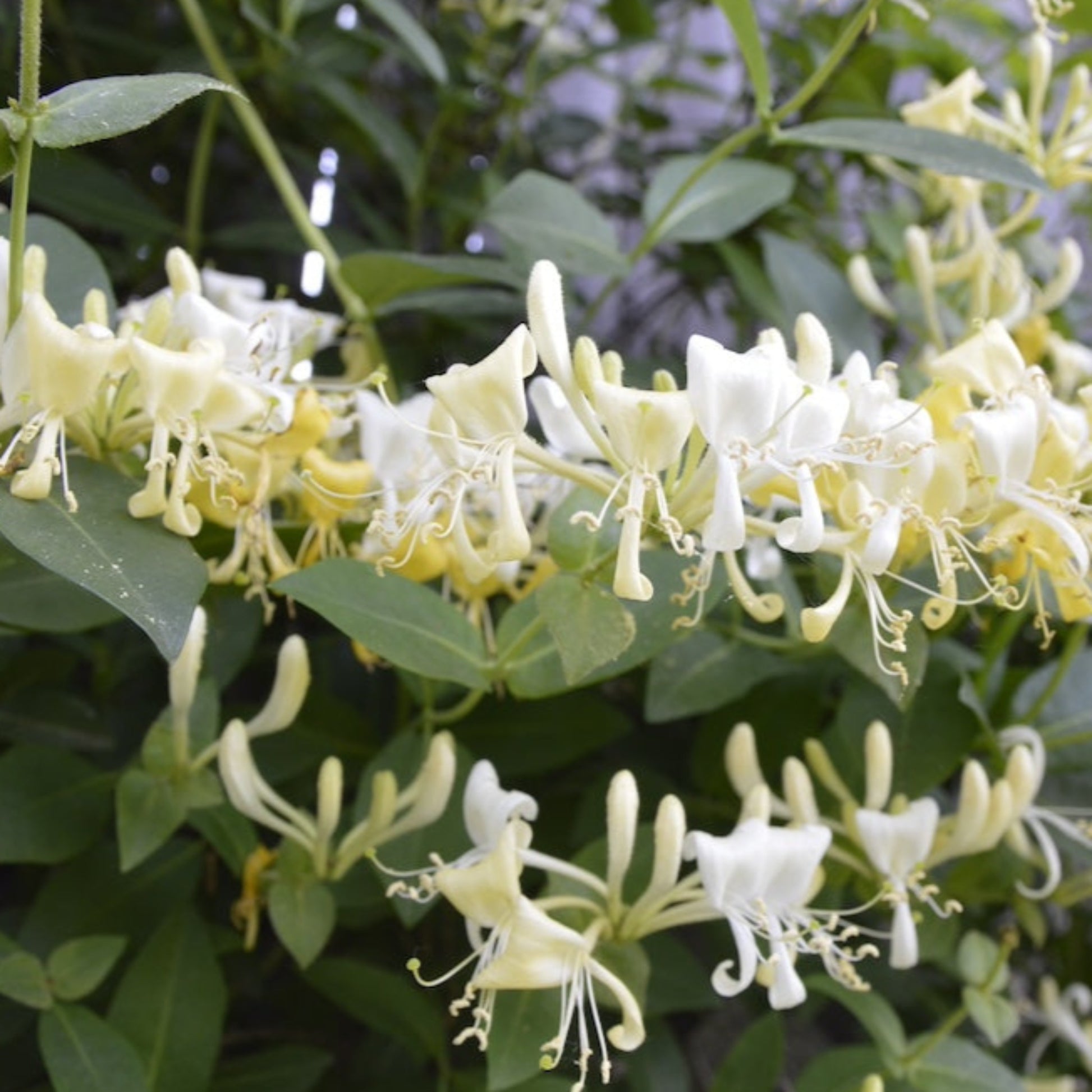 'Scentsation' Honeysuckle Vine flowers