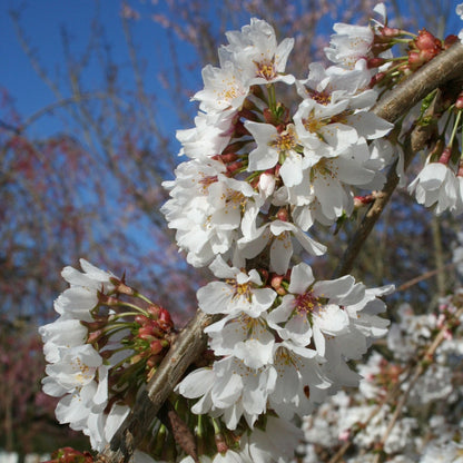 Snow Fountains Weeping Cherry Tree