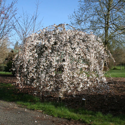 Snow Fountains Weeping Cherry Tree