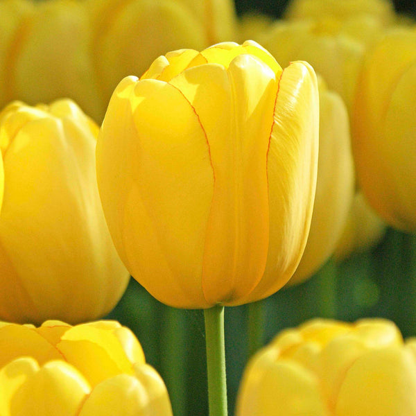 Sun Gold Jumbo Tulip