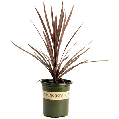 Bauer's Cordyline