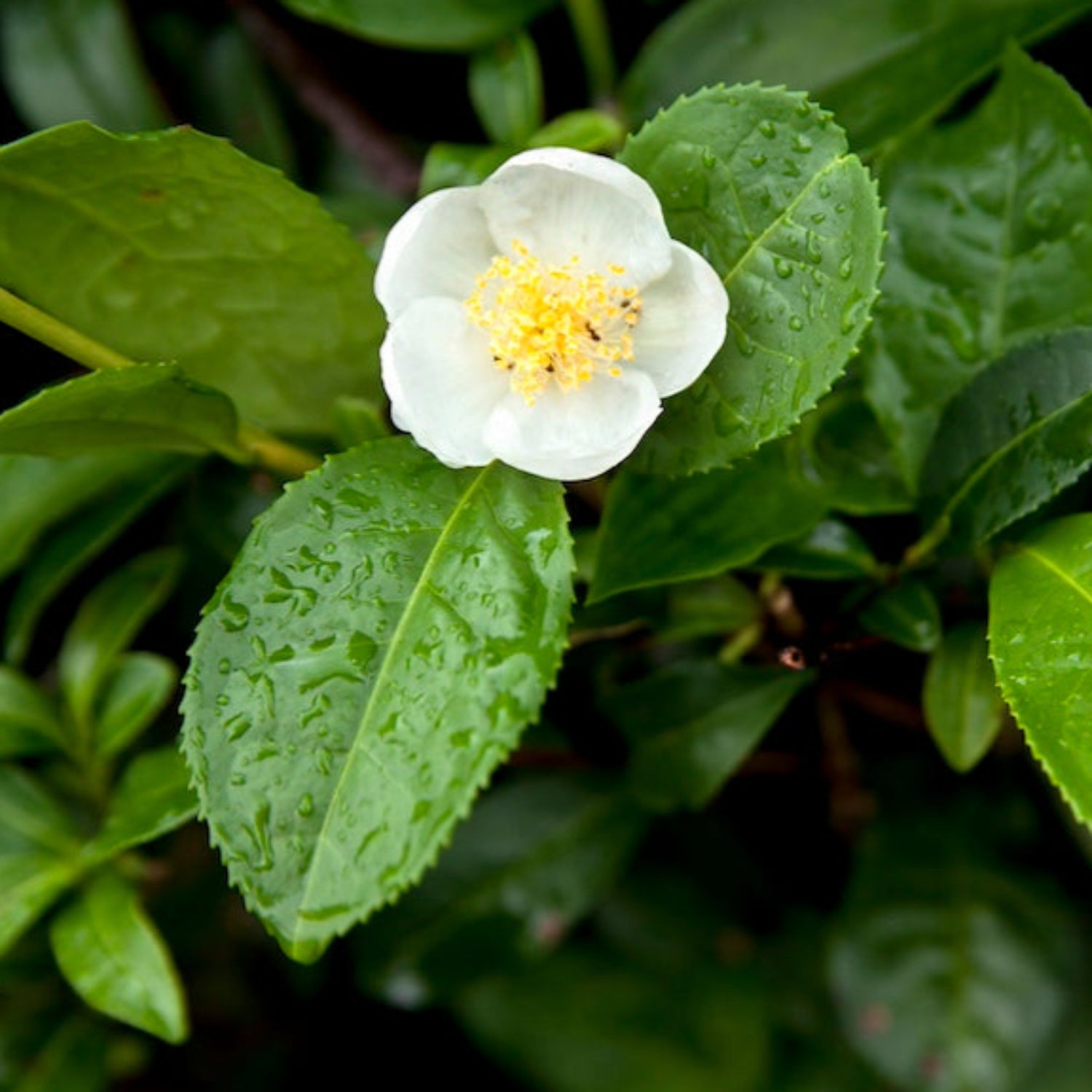 Tea Plant bloom