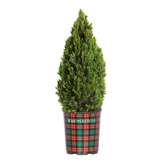 Tiny Tower Dwarf Alberta Spruce