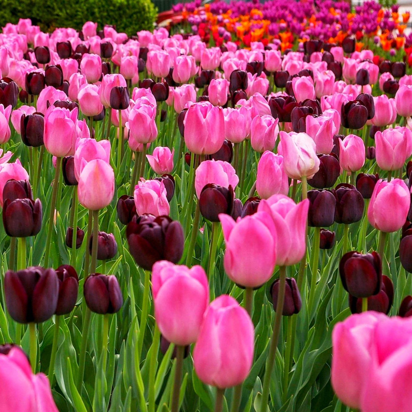 Queen of Night Tulip
