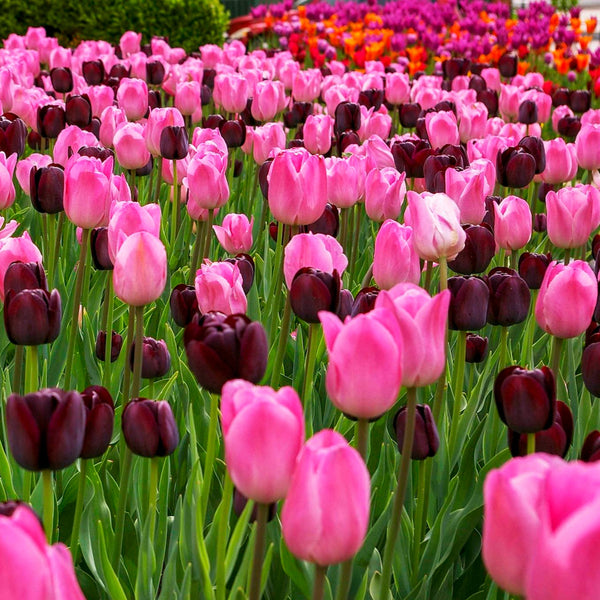Queen of Night Tulip
