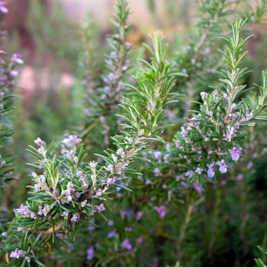 Tuscan Blue Rosemary flowers