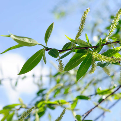 Weeping Willow