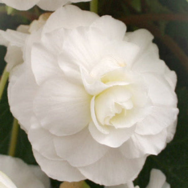 White Double Begonia