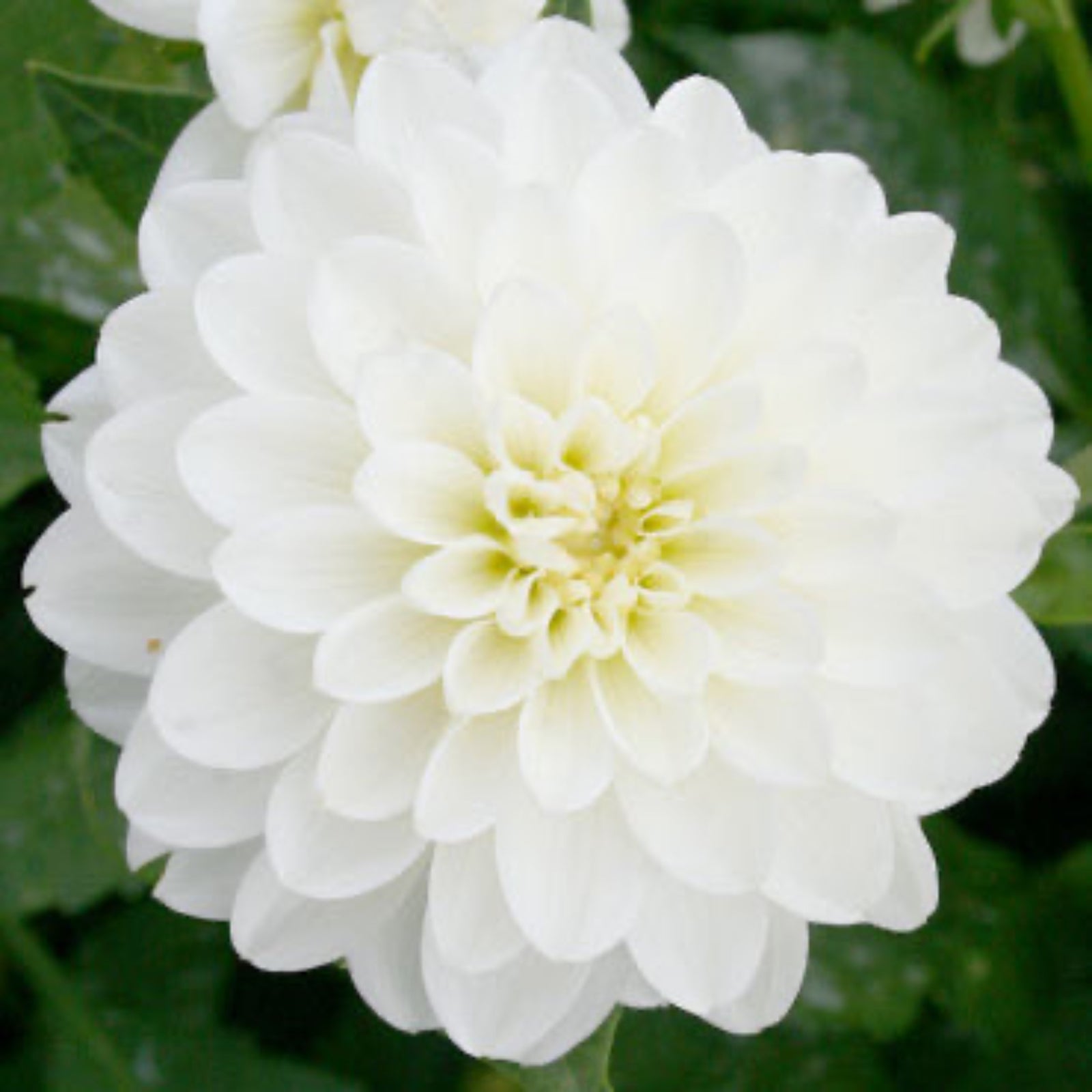 Wittem Dahlia