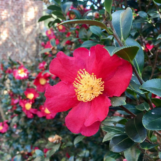 Yuletide Camellia blooms